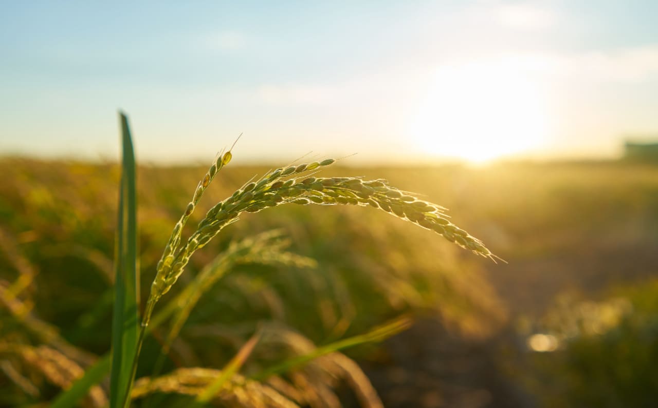 De mi Tierra, el impacto transformador de Ficohsa en el desarrollo rural